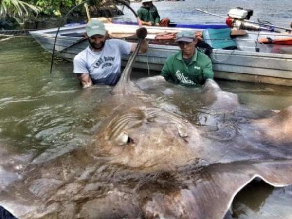 Brazil: Cá đuối nặng 1 tấn to như xe hơi mắc lưới ngư dân 3