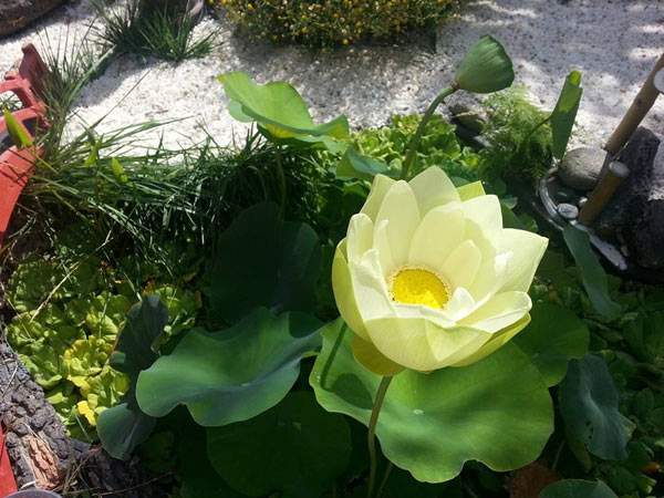 Biệt thự 4 mùa đều rợp sắc hoa của ca sỹ Hồ Lệ Thu 4
