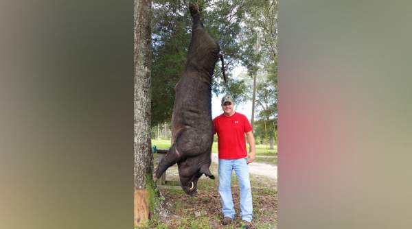 Mỹ: Bắn gục lợn lòi khổng lồ gần 4 tạ trong vườn nhà 2