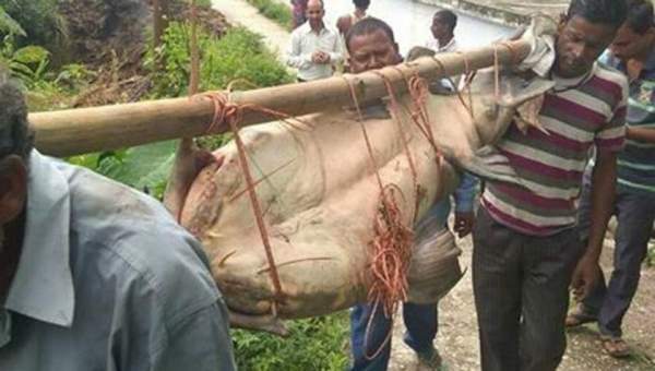 Giết cá da trơn khổng lồ quý để ăn, 5 người Ấn Độ bị bắt 2