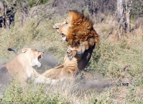 Bỏ đi lâu ngày, sư tử đực bị đàn sư tử cái "xử" phũ phàng 2