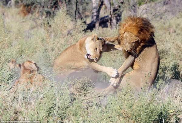 Bỏ đi lâu ngày, sư tử đực bị đàn sư tử cái "xử" phũ phàng 3