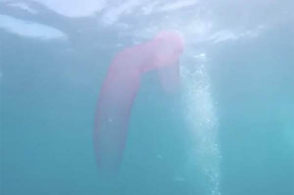 Video: Cận cảnh “quái vật ngoài hành tinh” dài 20m dưới biển sâu 2