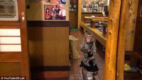 Khỉ làm việc như người ở nhà hàng Nhật Bản 2