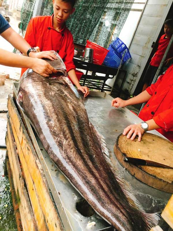 Cá leo “khổng lồ” dài gần 1,8m xuất hiện ở Hà Nội 5