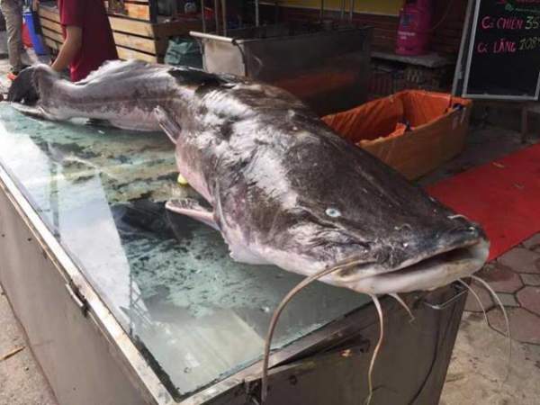 Cá leo “khổng lồ” dài gần 1,8m xuất hiện ở Hà Nội 6