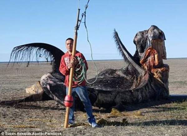 Mỹ: Bị dọa giết vì săn cá voi dài 17m cho cả làng ăn 2
