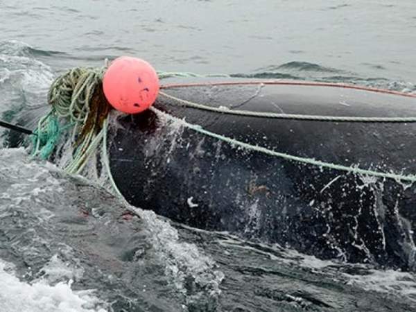 Mỹ: Bị dọa giết vì săn cá voi dài 17m cho cả làng ăn 4