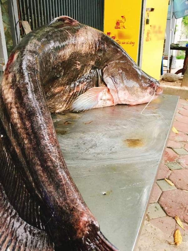Cá leo “khổng lồ” dài gần 1,8m xuất hiện ở Hà Nội 3