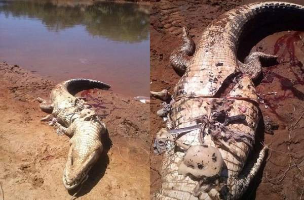 Brazil: Mổ bụng cá sấu thấy thi thể người bên trong 2