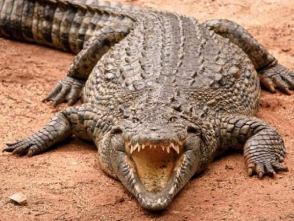 Brazil: Mổ bụng cá sấu thấy thi thể người bên trong 4