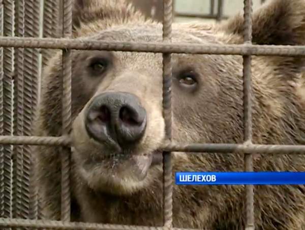 Nga: Vào chuồng gấu cho ăn, ra được thì đã mất cánh tay 2