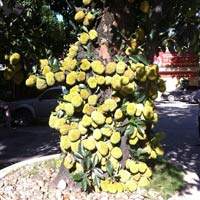 Chong đèn, giữ chó cả đêm để ngắm cây vạn tuế “đẻ” 400 “trứng vàng” 7