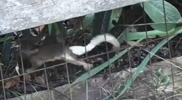 Thỏ mẹ liều mạng đánh nhau với rắn độc để cứu con