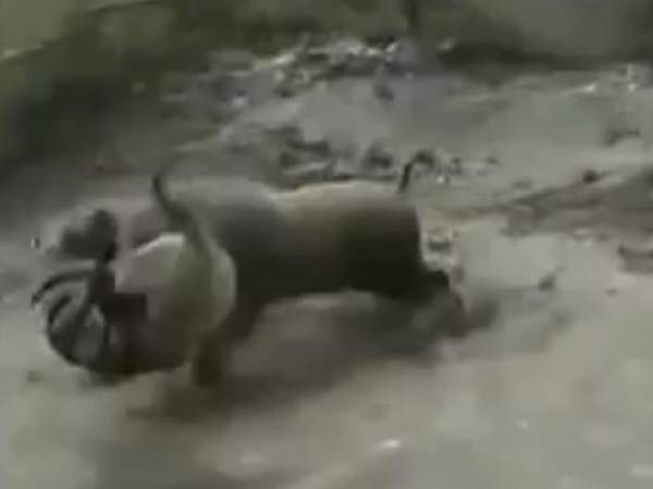 Hai lợn khổng lồ tấn công, cắn xé người phụ nữ Ấn Độ 2