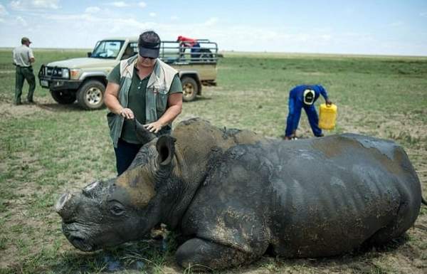 Trại tê giác lớn nhất thế giới vô tư bán sừng lấy tiền 2