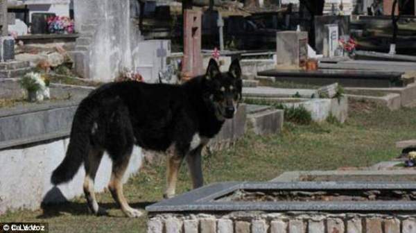 Chủ chết, chó tự tìm ra mộ rồi nằm bên cạnh suốt 10 năm 2