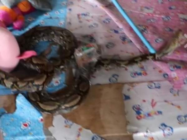 Thái Lan: Phát hiện trăn dữ dưới giường ngủ của con nhỏ 3