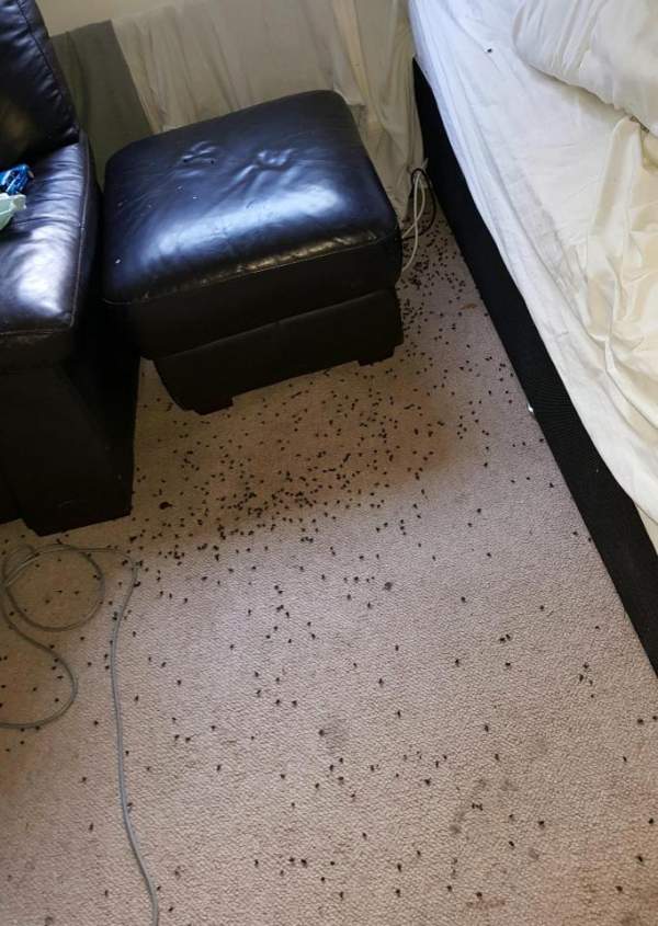 Hàng ngàn ruồi và dòi kéo đến đầy nhà vì lý do rùng rợn 2