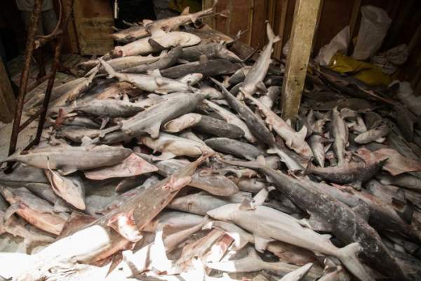 Hàng ngàn cá mập chất đống như “phim kinh dị” trong tàu TQ