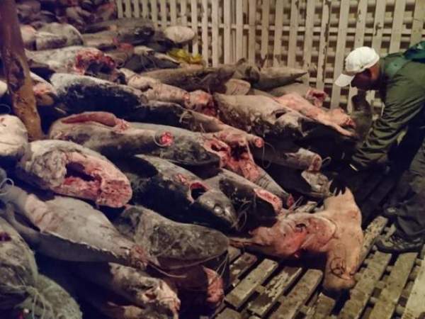 Hàng ngàn cá mập chất đống như “phim kinh dị” trong tàu TQ 4