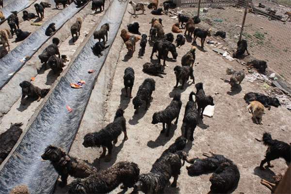 TQ: Chó ngao Tây Tạng kết đàn hùng hậu đi phá xóm làng 2