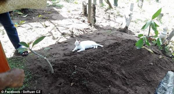 Mèo trắng quằn quại, cào cấu không chịu rời mộ người chết 2