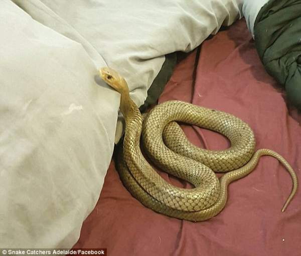 Choáng vì thấy loài rắn độc nhất hành tinh trên giường
