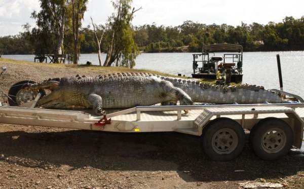 Úc: Cá sấu khổng lồ bị bắn thủng sọ, nguy cơ “bạo loạn” 2