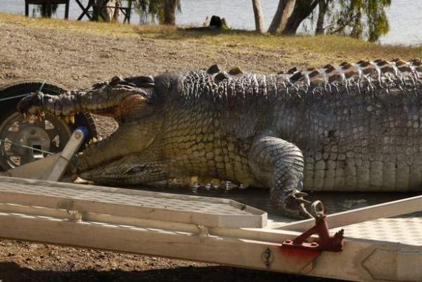Úc: Cá sấu khổng lồ bị bắn thủng sọ, nguy cơ “bạo loạn” 3