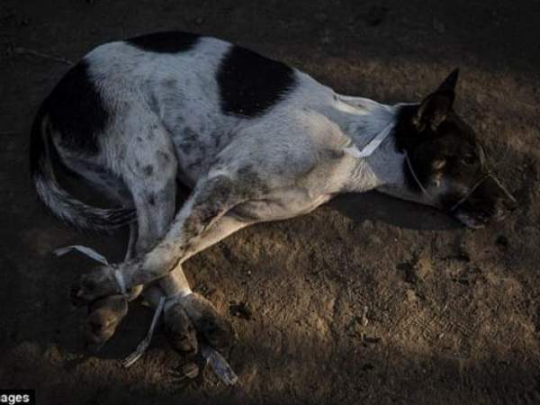 Ấn Độ: Bắt trộm 26 con chó, chuẩn bị đem luộc sống 2