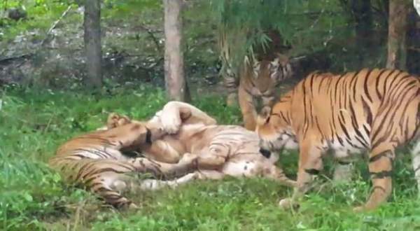 Đàn hổ Bengal cào cắn, giết chết hổ trắng quý hiếm ở Ấn Độ 2