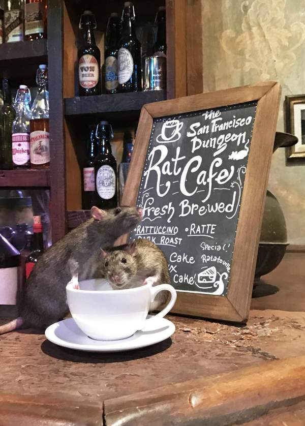 Phát hoảng với quán cafe toàn chuột cống 7
