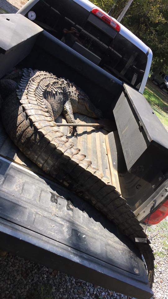 Mỹ: Xông vào đầm lầy, bắt cá sấu thủ lĩnh nặng 240 kg 3