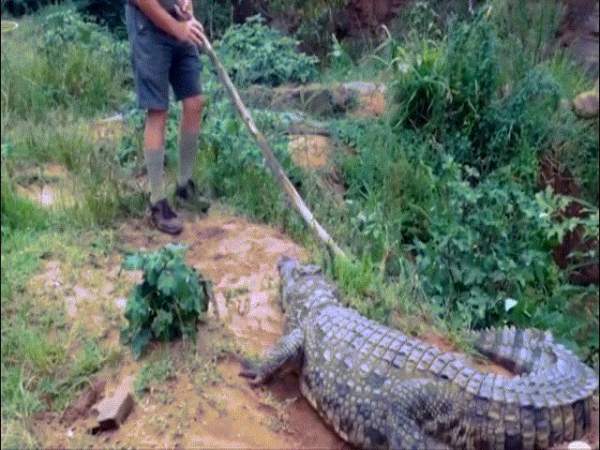 Mỹ: Xông vào đầm lầy, bắt cá sấu thủ lĩnh nặng 240 kg 4