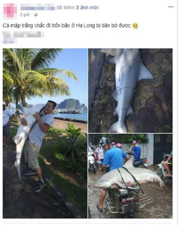 Nóng trong tuần: Người dân câu được cá mập “khủng” ở Hạ Long