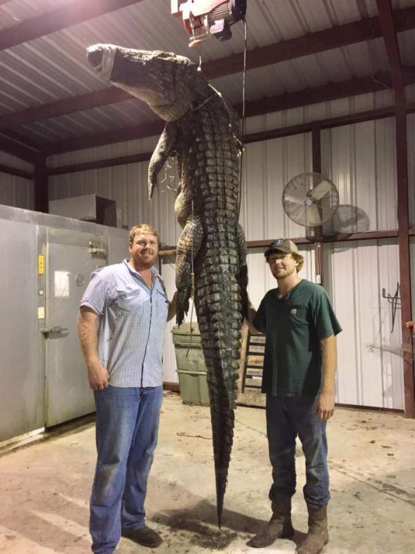 Mỹ: Xông vào đầm lầy, bắt cá sấu thủ lĩnh nặng 240 kg