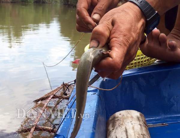 Tuyệt chiêu giăng bắt loài cá có nọc độc trên sông ở Cà Mau 2