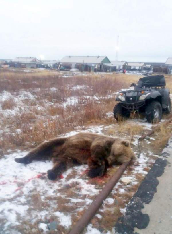 Nga: Gấu dữ mò vào làng, vồ trẻ em giết trước mặt nhóm bạn 2
