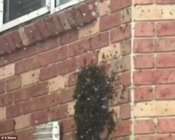Choáng váng vì tổ ong khủng “mọc” trong tường nhà 2