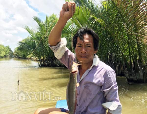 Tuyệt chiêu giăng bắt loài cá có nọc độc trên sông ở Cà Mau 3