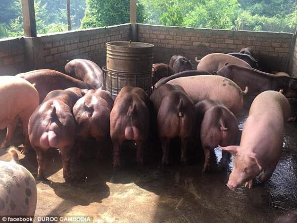 Lợn có cơ bắp cuộn cuộn như lực sĩ ở Campuchia 2