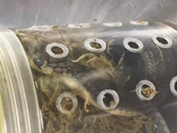 Phát hiện 50 rắn độc trong vali ở ga tàu Trung Quốc 3