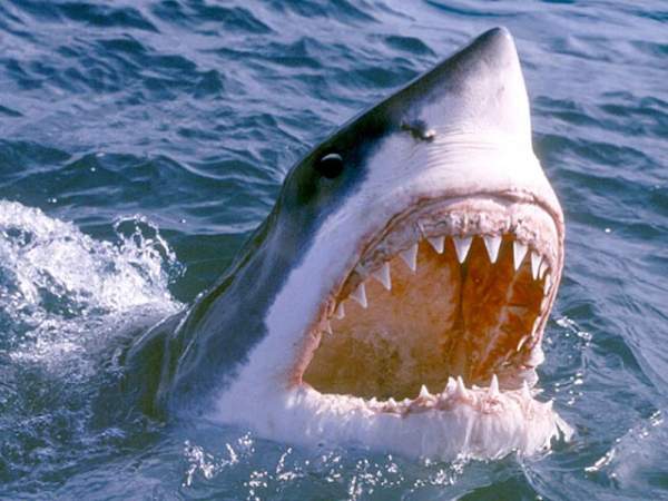 2.000 con cá mập bị ăn não, trôi dạt vào bờ biển Mỹ 3