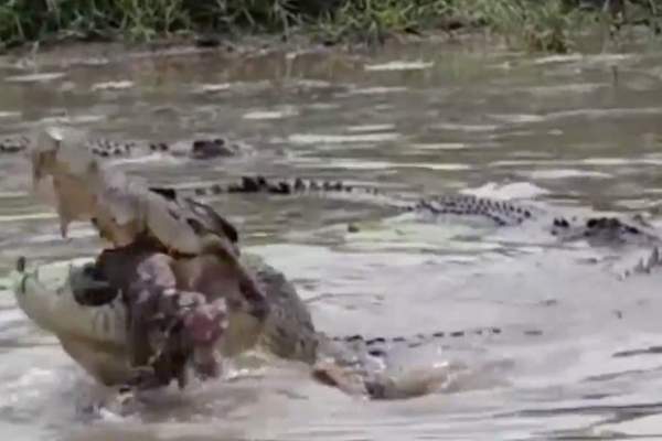 Video: Hãi hùng cảnh 23 con cá sấu cùng xé xác con bò 2