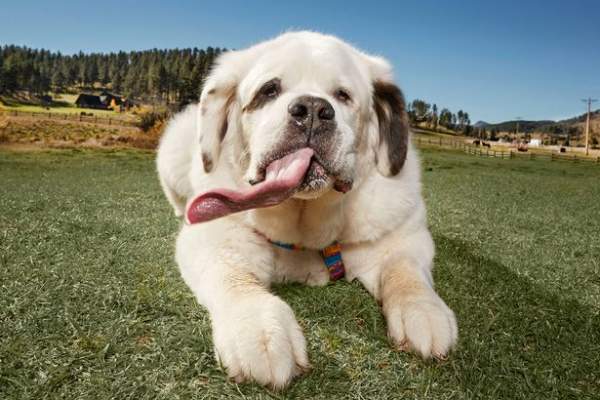 Chú chó có lưỡi dài "miên man", lập kỷ lục thế giới