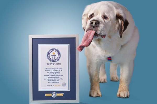 Chú chó có lưỡi dài "miên man", lập kỷ lục thế giới 2