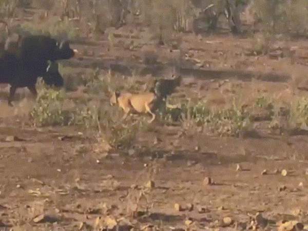 Nam Phi: Khám phá thiên nhiên, bị sư tử bao vây, cắn thủng lốp xe