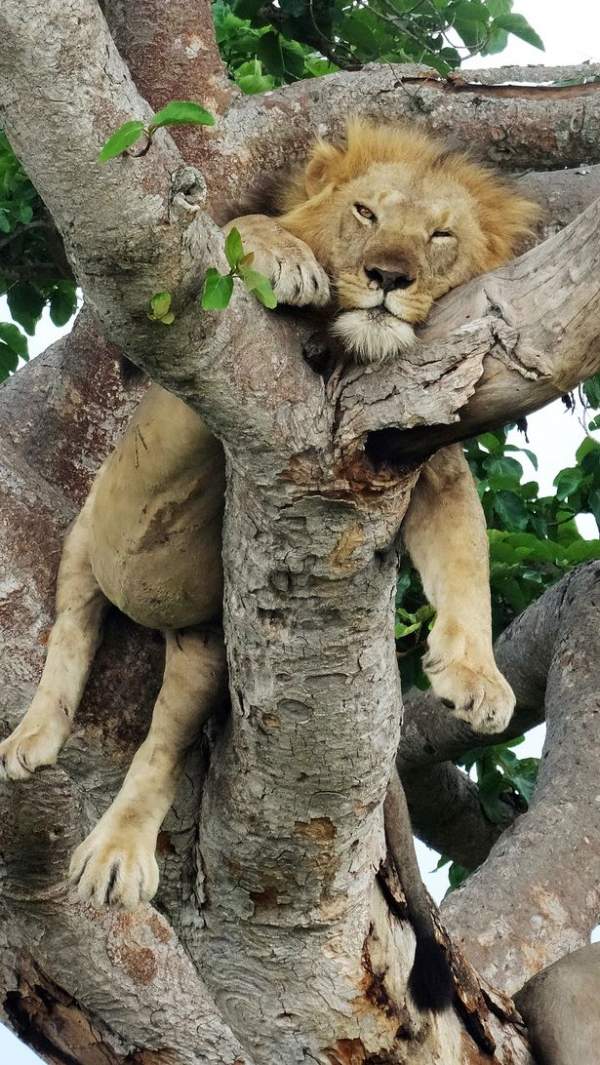 Sư tử trèo cây tài tình, nằm phè phỡn trên cao vì… sợ côn trùng 3
