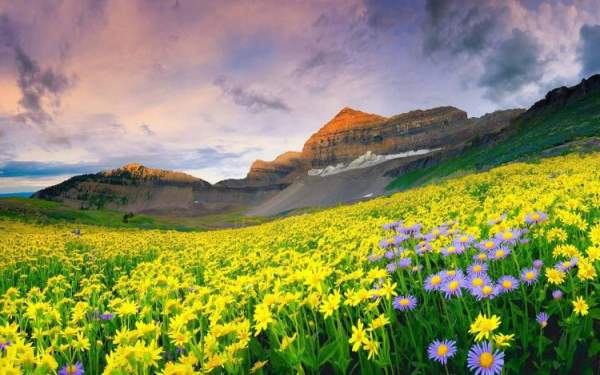 "Đứng hình" trước những thung lũng hoa quyến rũ nhất hành tinh 3